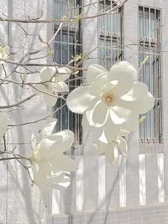 花草 - 高清图片，堆糖，美图壁纸兴趣社区