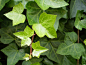 Hedera helix - Google 搜索洋常春藤
