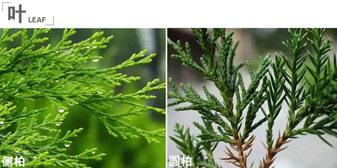 侧柏、圆柏-花瓣网