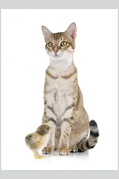 高级宠物优等猫咪摄影图