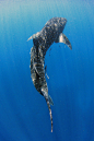 brazenbvll:

Whale Shark Swims Towards The Light : (©) 
