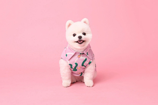 粉色的狗狗