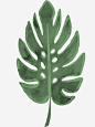 手绘绿色椰叶图 免费下载 页面网页 平面电商 创意素材