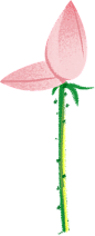 夏季节气写实噪点完整插画A-荷花