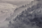 Fog, Forest, Trees, Conifers, Coniferous