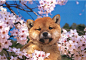 Shiba cherry blossoms | by Postcards1