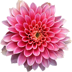 莫莉2019采集到花草植物