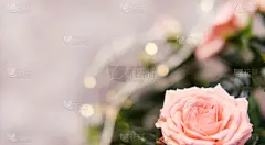 玫瑰,请柬,贺卡,情人节,粉色,花束,背景虚化,周年纪念,事件,婚姻