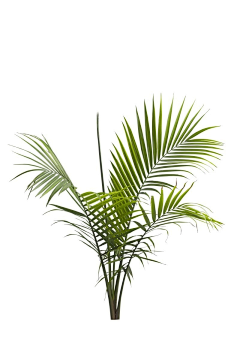 大只青采集到素材-植物