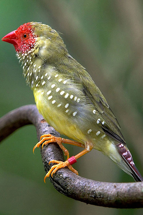 雀形目梅花雀科星雀属星雀
