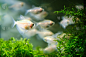 Ternetia, white tetra (gymnocorymbus ternetzi)——ha