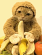 二货主人把家里的猫咪打扮成猴子，还吃起了香蕉…（生无可恋脸L猫咪穿猴装吃香蕉视频走红 滑稽还是残忍引争议