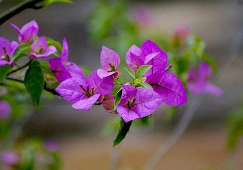 九重葛（叶子花，三角梅）