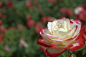  #花#