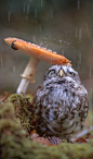 little owl sheltering from the rain under a mushroom | birds of prey + wildlife photography: