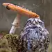 little owl sheltering from the rain under a mushroom | birds of prey + wildlife photography: