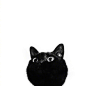 黑猫，最后一张你是认真的吗？ 萌宠部落格 #铲屎官的自我修养# ​​​​