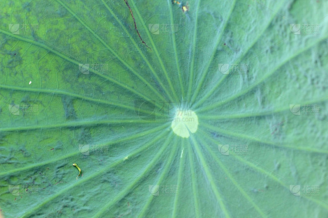 绿色荷叶背景纹理