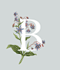 An A-Z of Edible Flowers艺术字体设计