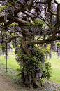 Wisteria Tree...so pretty!