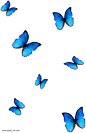 蓝色彩蝶蝴蝶
