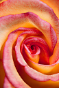 Photograph Winding Rose