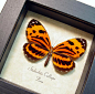 Stalachtis Calliope Orange Tiger Striped Real Framed Butterfly 8180 | Real Butterfly Gifts Framed Butterflies and Insect Displays