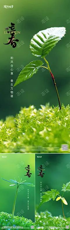立春节气海报_源文件下载_PSD格式_2338X7605像素-萌芽,绿叶,春分,春天,中国传统节气,房地产,海报,立春-作品编号:2023012915068326-志设-zs9.com