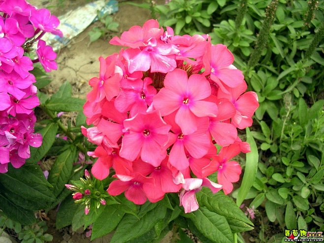 福禄考别称福禄花福乐花五色梅