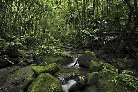 热带雨林_百度图片搜索