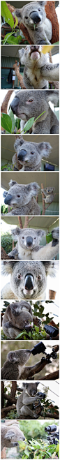悉尼动物园在树上放了个相机，然后就发现三只蠢货考拉搔首弄姿的开始自拍起来