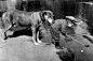 A dog holds onto a little boy by the tail of his golfing jacket as he tries to retrieve a ball in a river with his golf club. 1920
