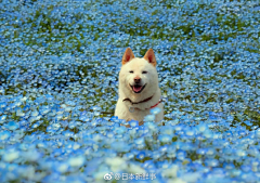 Sheryl·Nome采集到花草集