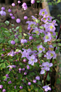 Violruta，Thalictrum delavayi，'Splendide' -  Denna skira，violetta violruta blir 120 cmhögochpassardärförbrasom komplementuntilhöga，robustaväxterien rabatt。 Den blommar i juli-augusti och trivs i full sol untilhalvskuggigtläge。