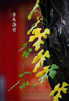 瞅瞅你那小樣兒采集到萝卜青菜，各有所爱