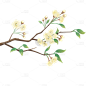 手绘白色梨花花卉植物元素