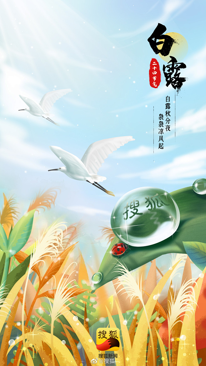 搜狐新闻-白露-2020-露水-七星瓢虫...