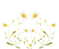 榄菊花纹元素