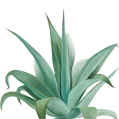 Aluo田小螺采集到花草植物插画