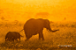 Moru Elephant Sunset by Mario Moreno on 500px