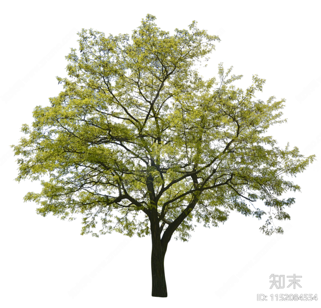 png免抠落叶大乔木朴树黄连木贴图下载【ID:1152084554】