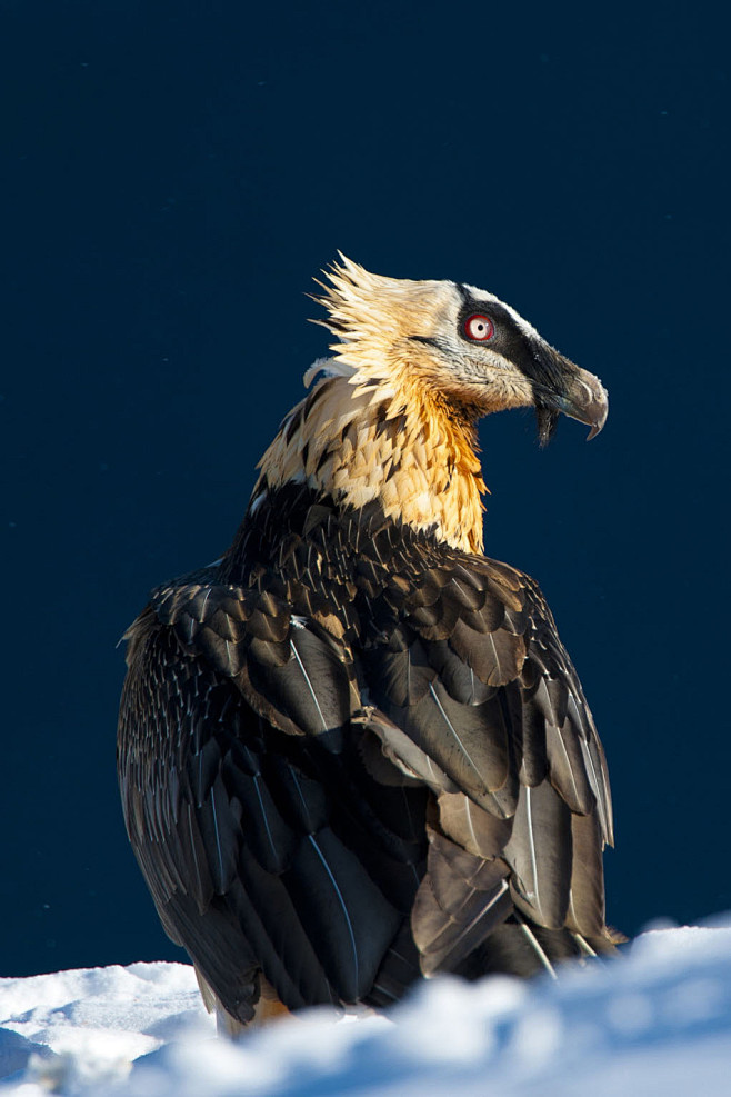 鹰形目·鹰科·胡兀鹫属:胡兀鹫