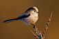 Long-tailed Tit by darkshooter11 on 500px