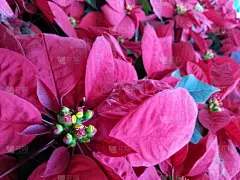 自然美,猩猩木,水平画幅,无人,仅一朵花,植物,植物学,园艺,清新