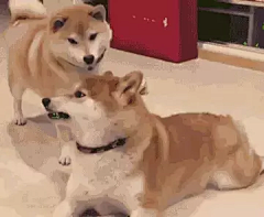 你都存了哪些沙雕表情包？ - 知乎 : 之前不知道咋搞的总去不了水印，这次终于去掉了！嘻嘻我已经悄然跻身于本答案前二十名没想到知乎获得最高…