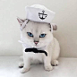 猫咪
可爱