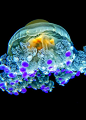 【海底世界】色彩斑斓的海洋生物