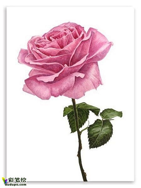 彩铅花卉彩铅画欣赏彩铅画水彩画彩笔绘素描彩铅网dudupocom