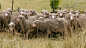 sheep-farm-on-achill-island_1.Full@2