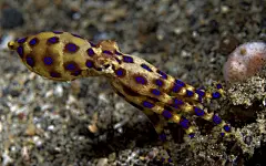 海洋奇妙海底生物宽屏壁纸桌面壁纸3